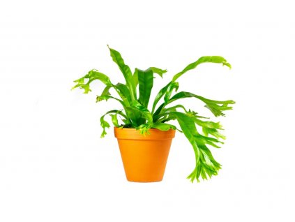 Asplenium amy, průměr 12 cm  Sleziník