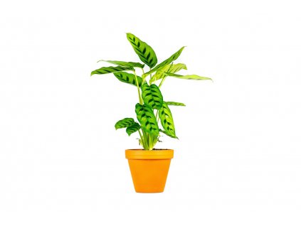 Calathea leopardina, průměr 12 cm  Kalatea