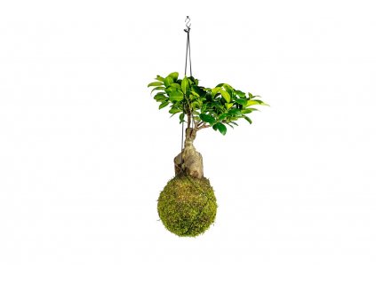 Kokedama Ficus Microcarpa Ginseng (XL)  Fíkovník drobnoplodý