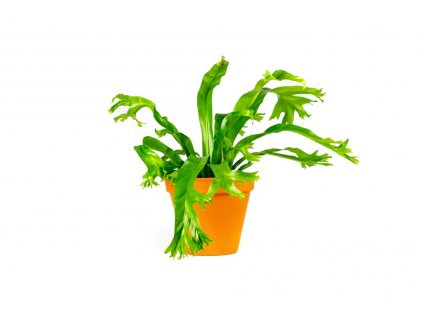 Asplenium Nidus Crissie, průměr 12 cm  Sleziník hnízdnatý, ptačí hnízdo