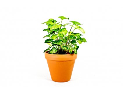 78 2 syngonium podophyllum pixie prumer 12 cm