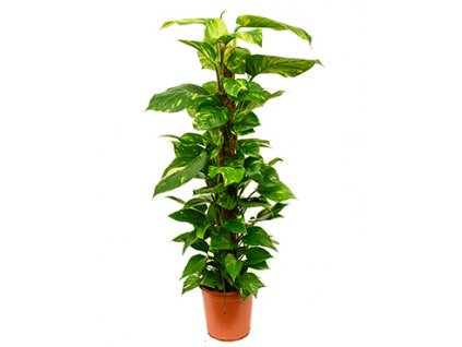 Epipremnum aureum s kokosovou vzpěrou 80 cm, průměr 19 cm