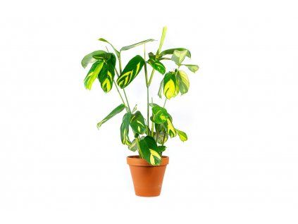 Ctenanthe Lubbersiana, průměr 12 cm  Ktenante