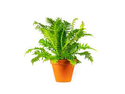 Gardners.cz Blechum Gibbum