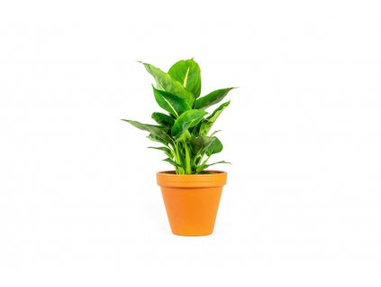 Dieffenbachia Green Magic, průměr 12 cm  Difenbachie, mramornatka