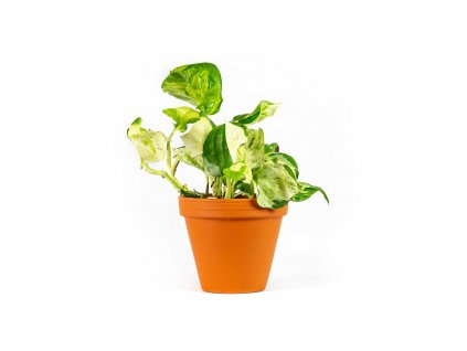 Gardners.cz Epipremnum happy leaf