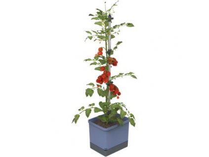 81432 gusta garden tom tomato standard samozavlazovaci truhlik modry