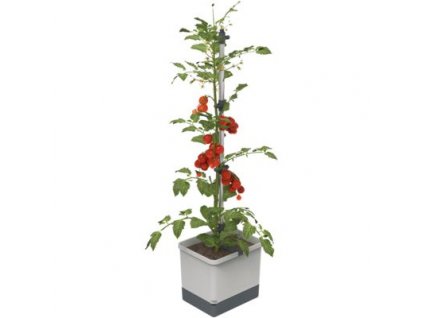 81438 gusta garden tom tomato standard samozavlazovaci truhlik svetle sedy