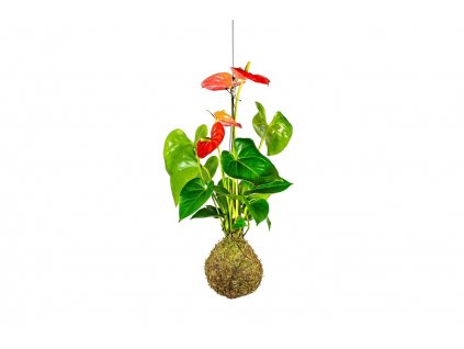 Kokedama Anthurium mix (M)  Anturie, toulitka, prasečí ocásek