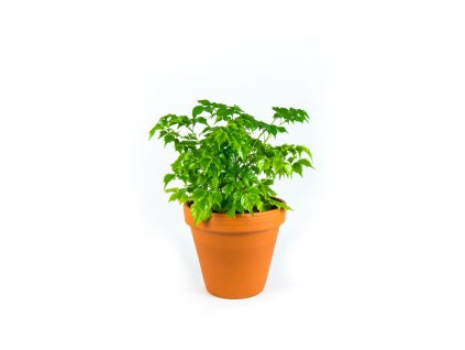 Gardners.cz Rademarchera sinica