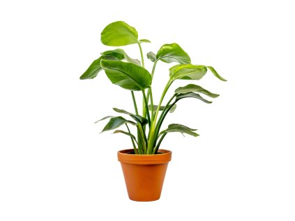 Strelitzia nicolai, průměr 17 cm