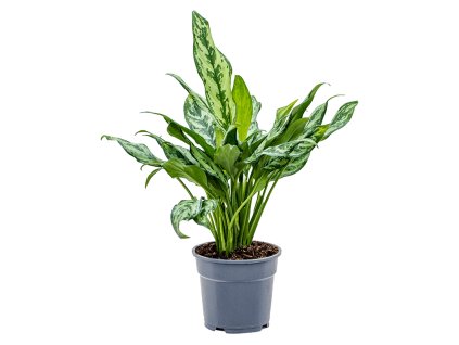 82437 aglaonema miss julliette prumer 17 cm
