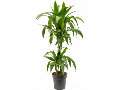 Dracaena fragrans Janet Craig, průměr 19 cm  Dracéna vonná, dračinec