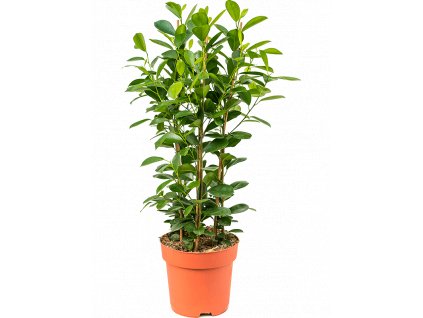 Ficus microcarpa Moclame, průměr 24 cm  Fíkovník drobnolistý