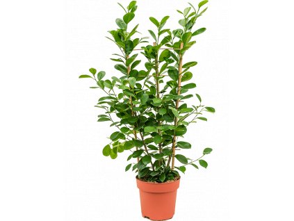 Ficus microcarpa Moclame, průměr 24 cm  Fíkovník drobnolistý