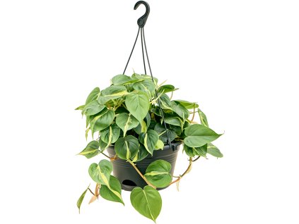 82470 philodendron scandens brasil zaves prumer 28 cm