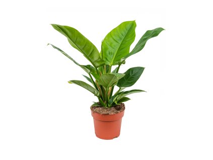 82473 philodendron imperial green prumer 19 cm