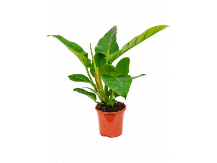 Philodendron Imperial Green, průměr 17 cm  Filodendron