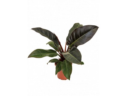 Philodendron Imperial Red, průměr 17 cm  Filodendron