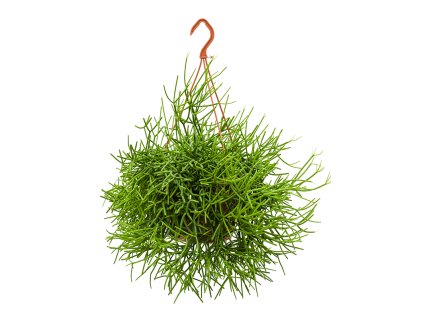 82485 rhipsalis heteroclada zaves prumer 21 cm