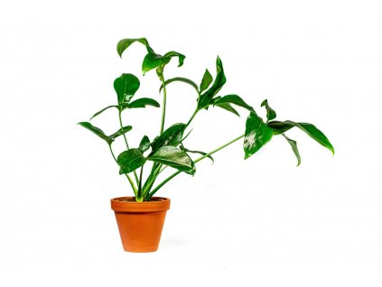 Philodendron green wonder, průměr 24 cm  Filodendron