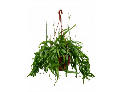 Rhipsalis ramaloris - závěs, průměr 25 cm  Rhipsalis, věšák