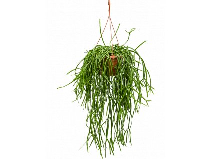 Rhipsalis trigona, průměr 25 cm  Rhipsalis, věšák