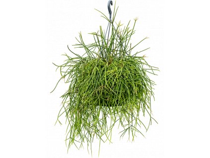 Rhipsalis mauretiana - závěs, průměr 25 cm  Rhipsalis, věšák