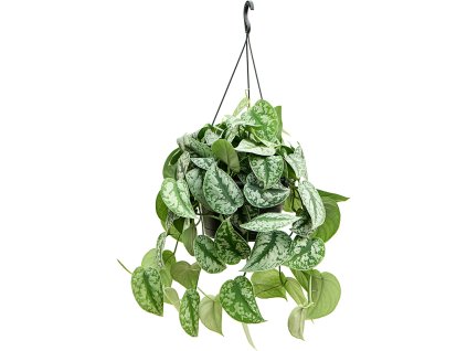 82509 scindapsus pictus trebie zaves prumer 28 cm