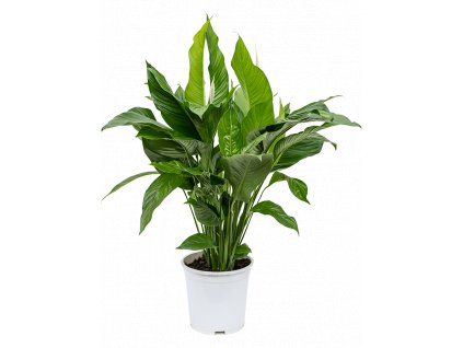 Spathiphyllum Sweet Lauretta, průměr 24 cm  Spatifylum, Lopatkovec, Toulcovka