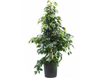 Ficus benjamina Danielle, průměr 27 cm  Fíkovník drobnolistý