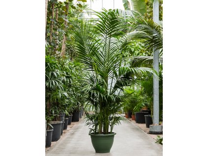 Howea forsteriana (Kentia), průměr 50 cm  Kencie, rajská palma