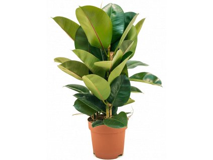 Ficus elastica Robusta, průměr 24 cm  Fíkovník pryžodárný, Fíkovník, Gumovník