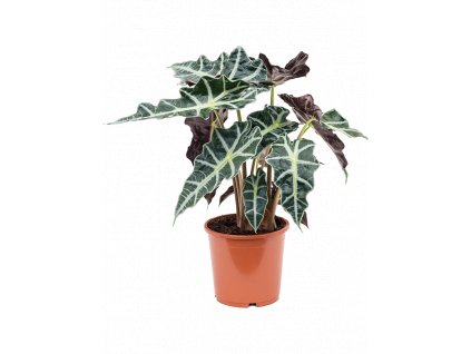 Alocasia Polly, průměr 17 cm  Alokásie,  Alokázie