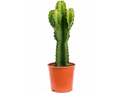 Euphorbia ingens, průměr 24 cm  Pryšec