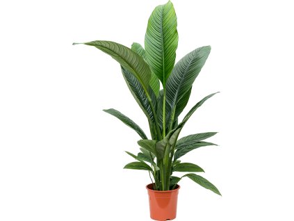 82539 spathiphyllum sensation prumer 24 cm