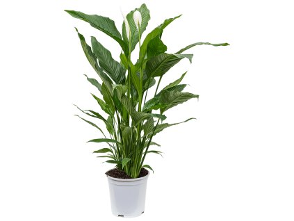 82542 spathiphyllum sweet sebastiano prumer 24 cm