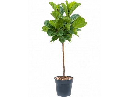 Ficus lyrata, průměr 30 cm  Fíkovník lyrovitý