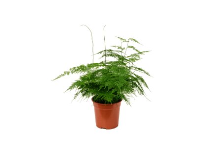82551 asparagus setaceus plumosus prumer 21 cm