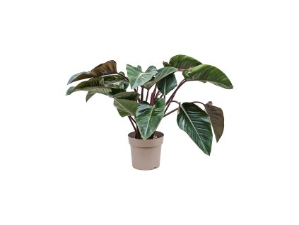 82554 philodendron red beauty prumer 27 cm
