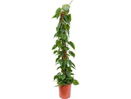 82557 philodendron scandens s kokosovou vzperou 150 cm prumer 27 cm