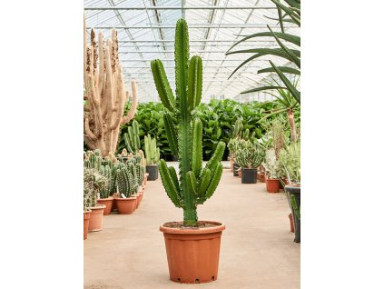 Euphorbia ingens, průměr 40 cm  Pryšec