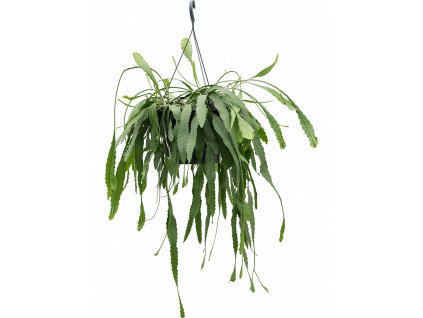 Lepismium houlletianum - závěs, průměr 25 cm  Epyfitický kaktus