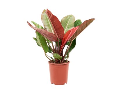 82584 philodendron prince of orange prumer 27 cm