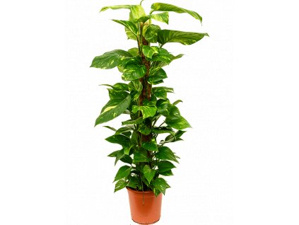 Epipremnum Aureum s kokosovou vzpěrou 120 cm, průměr 24 cm  Epipremnum, šplhavník