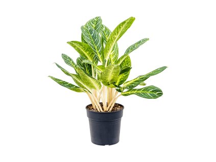 82599 aglaonema key lime prumer 27 cm