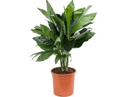 82602 chamaedorea metallica prumer 21 cm
