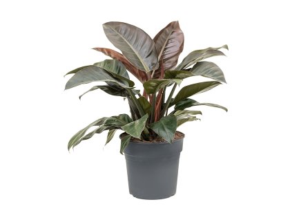 82605 philodendron imperial red prumer 27 cm