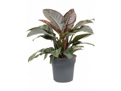 Philodendron Imperial Red, průměr 27 cm  Filodendron