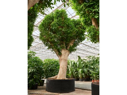 Ficus microcarpa Nitida, průměr 180 cm  Fíkovník